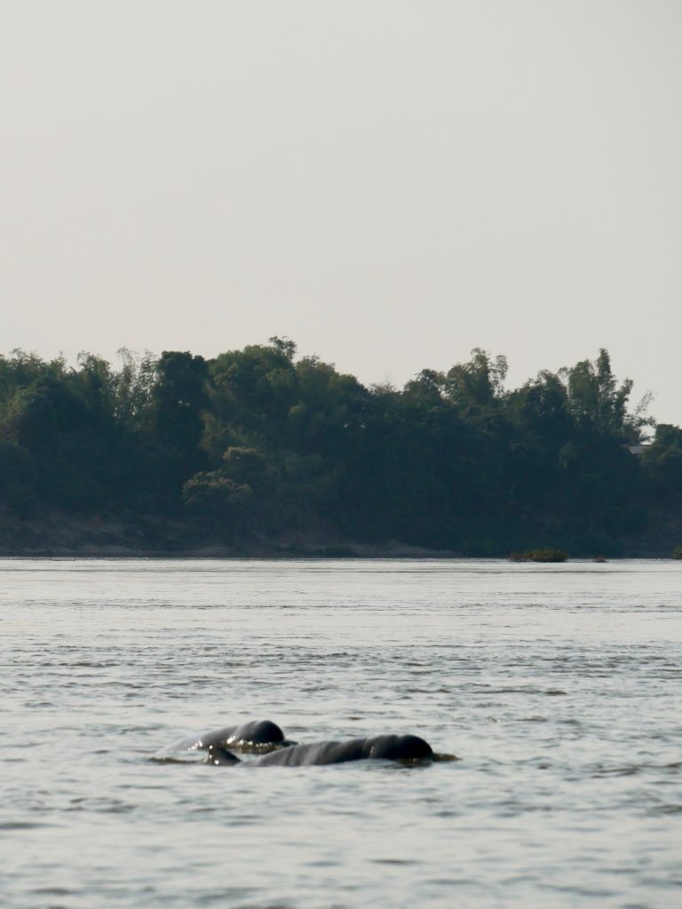 Irawadi Irrawaddy Delfine Kratie