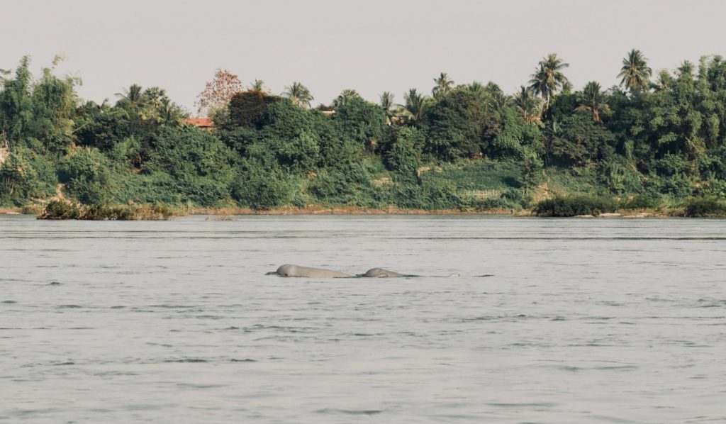 Irawadi Irrawaddy Delfine Kratie